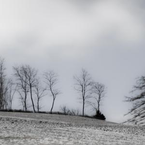Tree Line