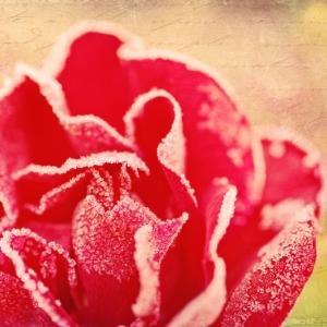 Valentine