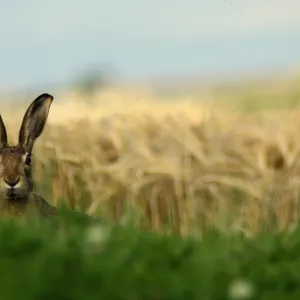 The Hare
