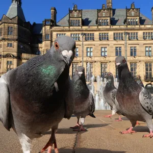 Pigeon Perspective