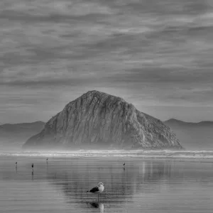 King of the Reflection