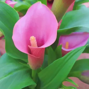 Calla Lily