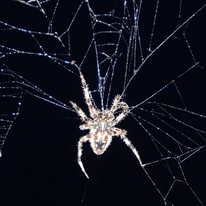 Orb Weaver