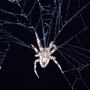 Orb Weaver