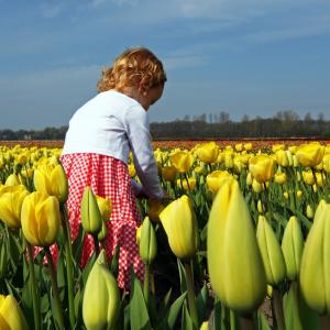 Rose Between Dutch Tulips