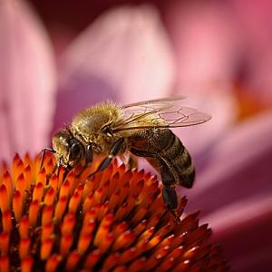 Busy Bee