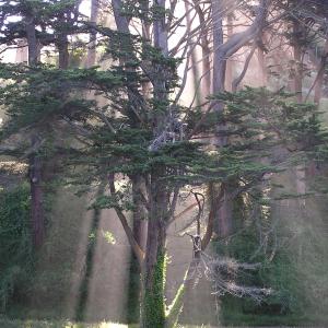 Majestic Light