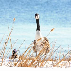 Curious Goose