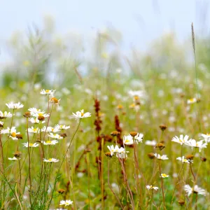 Daisy Field