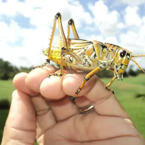 Friendly Locust