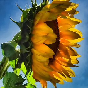 ~ Sunflower from Home ~