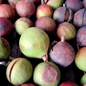 Macadamia Nuts