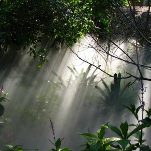 Primordial Forest