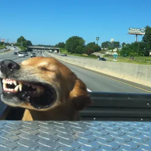 My Buddy in the Truck