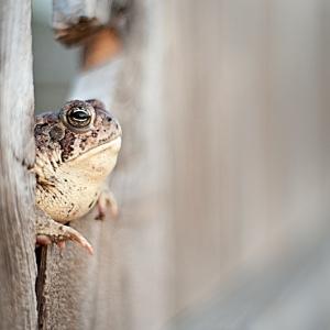 Mr. Toad