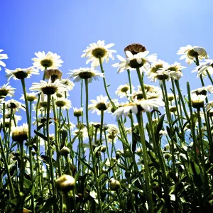 Looking Up at Daisies