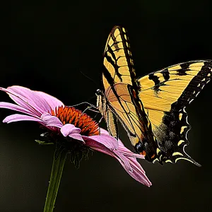 Monarch Butterfly