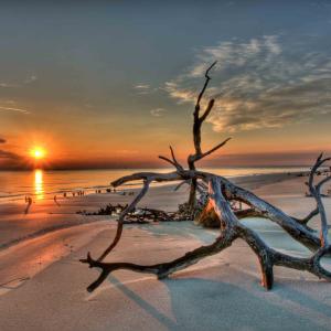 Driftwood Beach