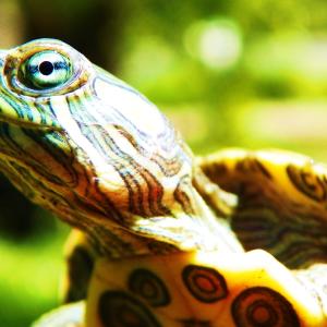 Ojo de Tortuga