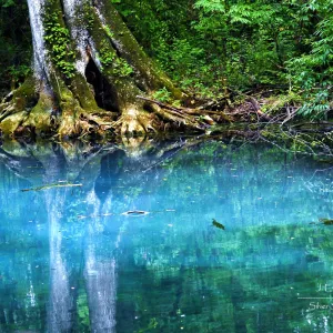 Silver Springs Turquoise