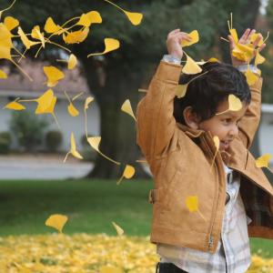 Gingko