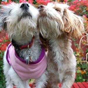 Puppy Love
