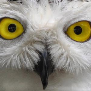 Betty Davis Eyes