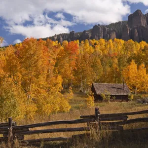 Golden Aspens