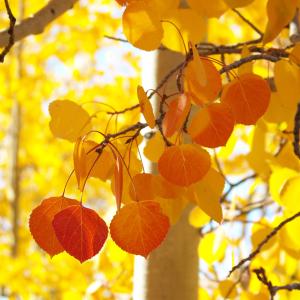 Aspen Color