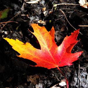 Fall Colors