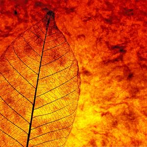 Forest Fire