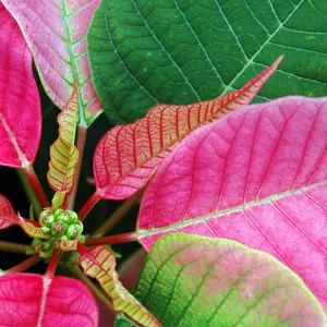 Colors of the Season