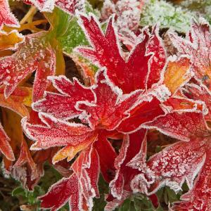 Frosty Colors