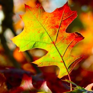 Essence of Fall