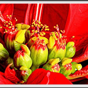 Poinsettias