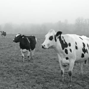 Up With the Cows
