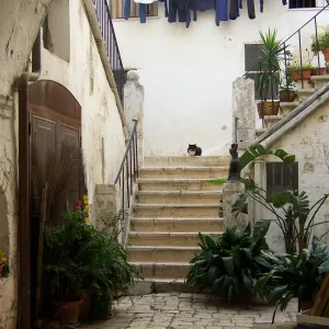 Master of the courtyard 