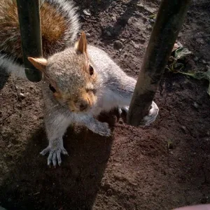 Squirrel