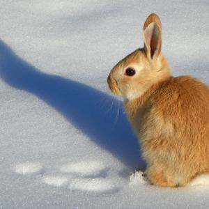 Shadow Puppet
