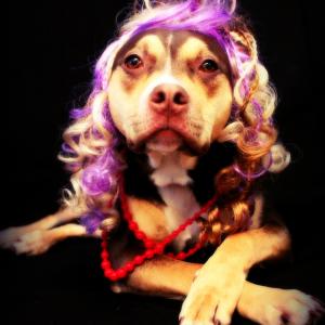 Pit Budoir