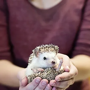 Daisy the Hedgehog