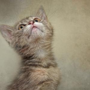 I Smell Tuna