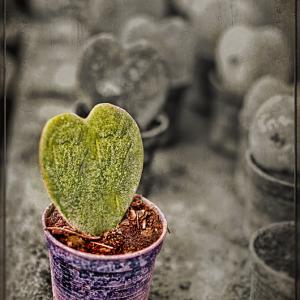 Pick-A-Heart