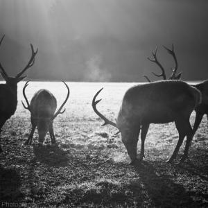 Morning Deer !
