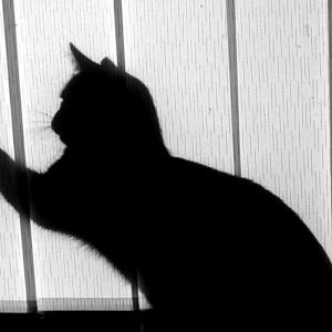 Catching Butterflies