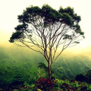 Amidst the Mist