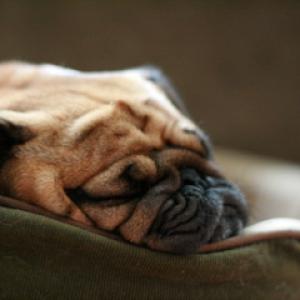 Snoozin'