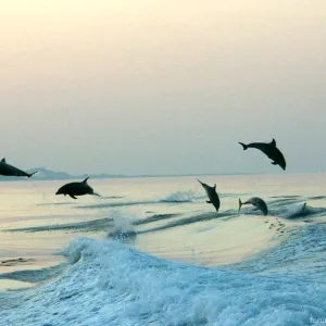 Dolphins waltz