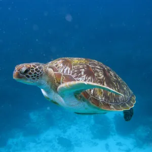Sea Turtle