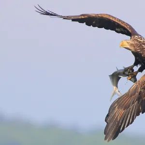 Young Eagle's Catch